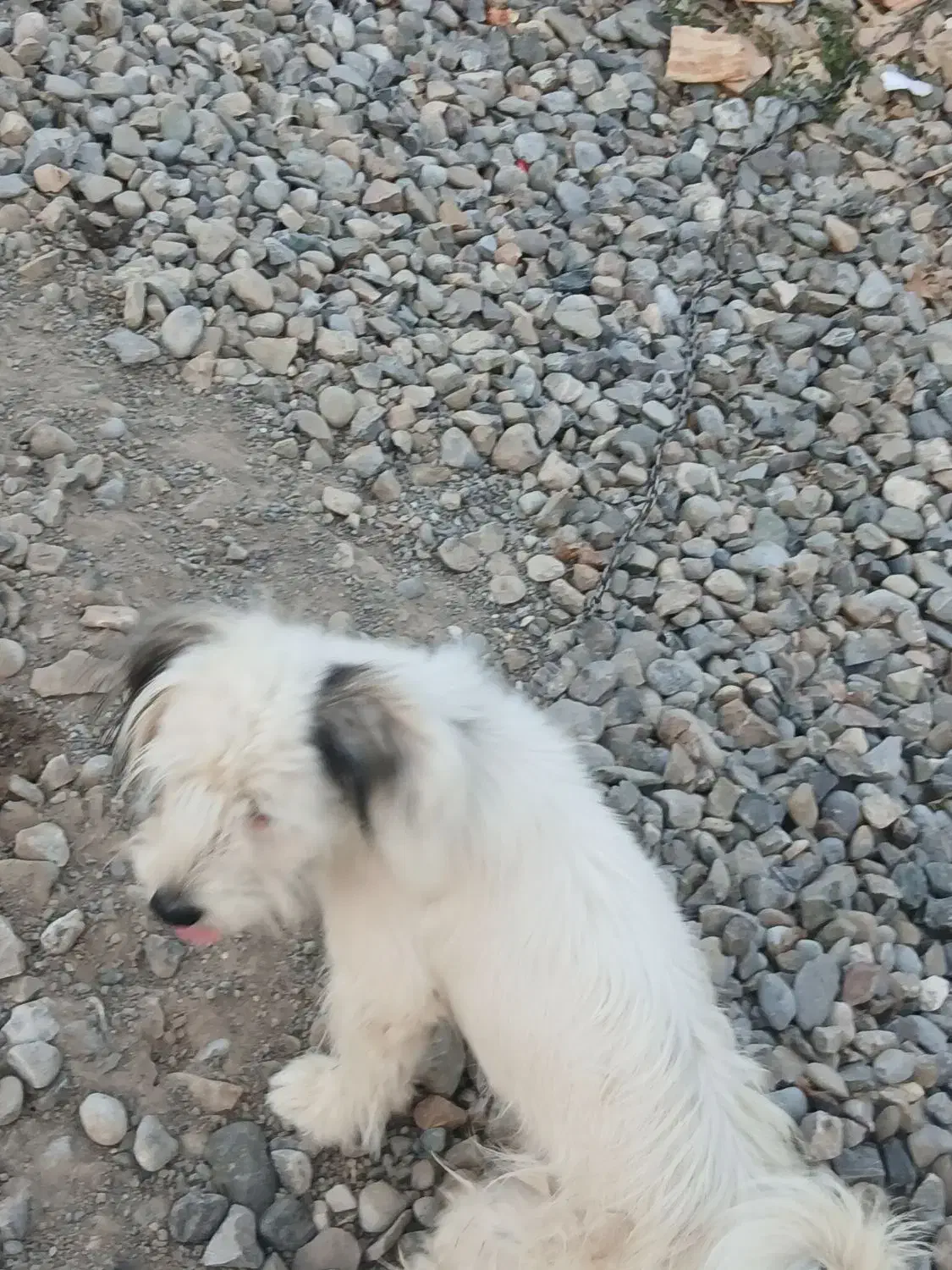 ...|سگ|سیمین شهر, |دیوار