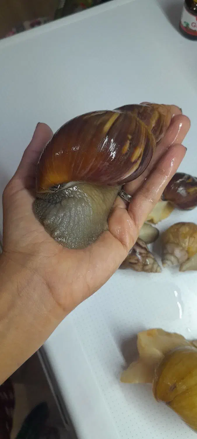 حلزون مولد|خزنده|تهران, خواجه نظام الملک|دیوار