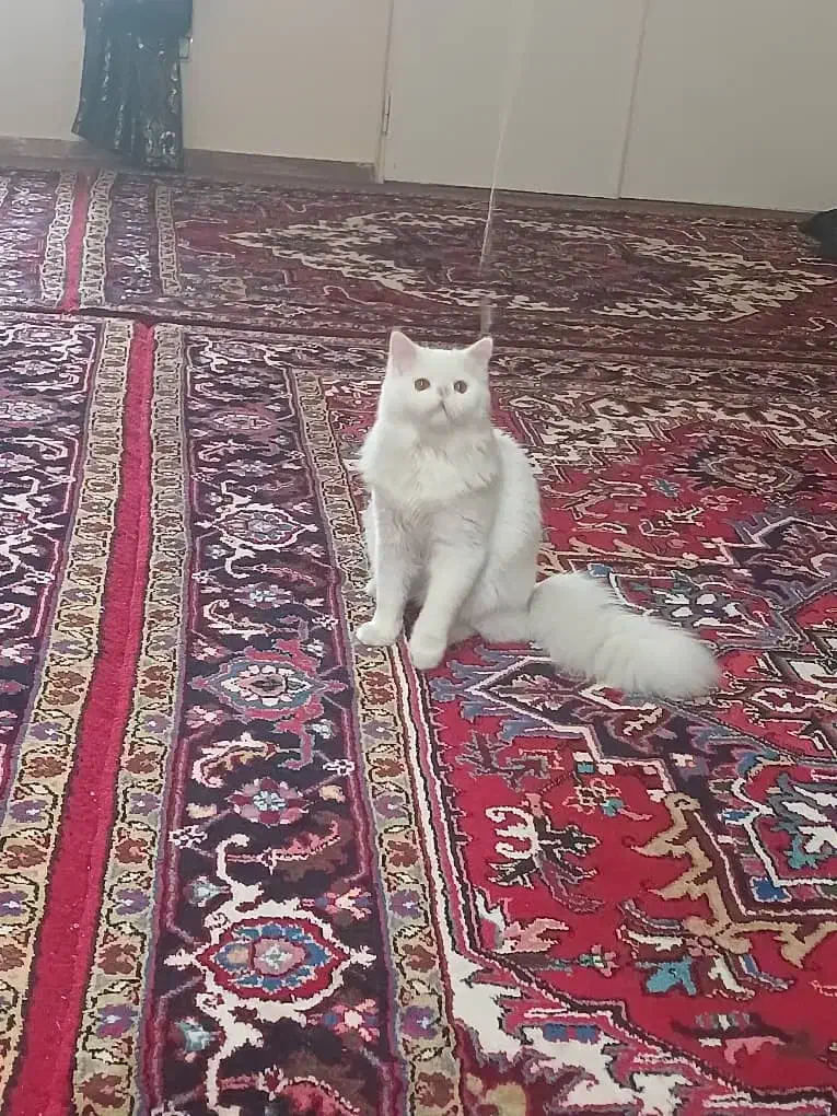 گربه|گربه|تبریز, |دیوار