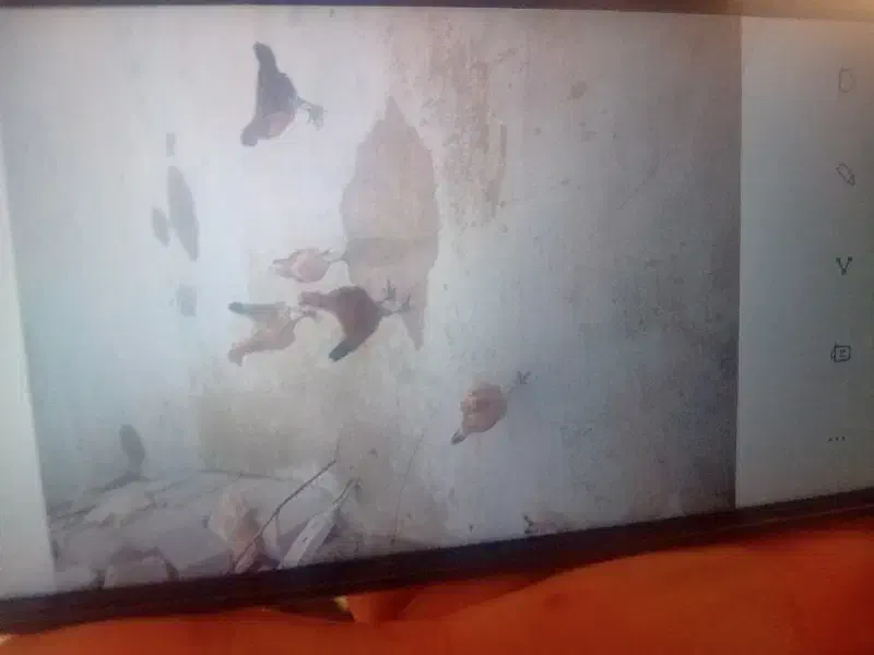 مرغ|حیوانات مزرعه|ایذه, |دیوار