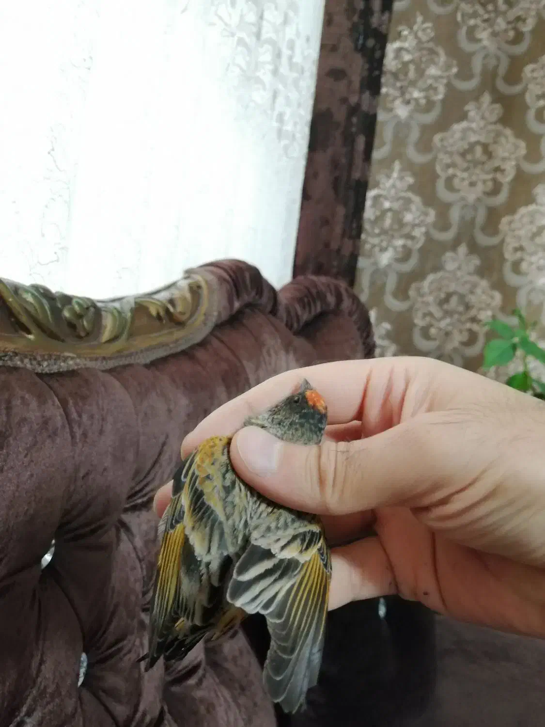 گلبسر نر گلدار زعفرونی دهن سره|پرنده|تهران, صد دستگاه|دیوار