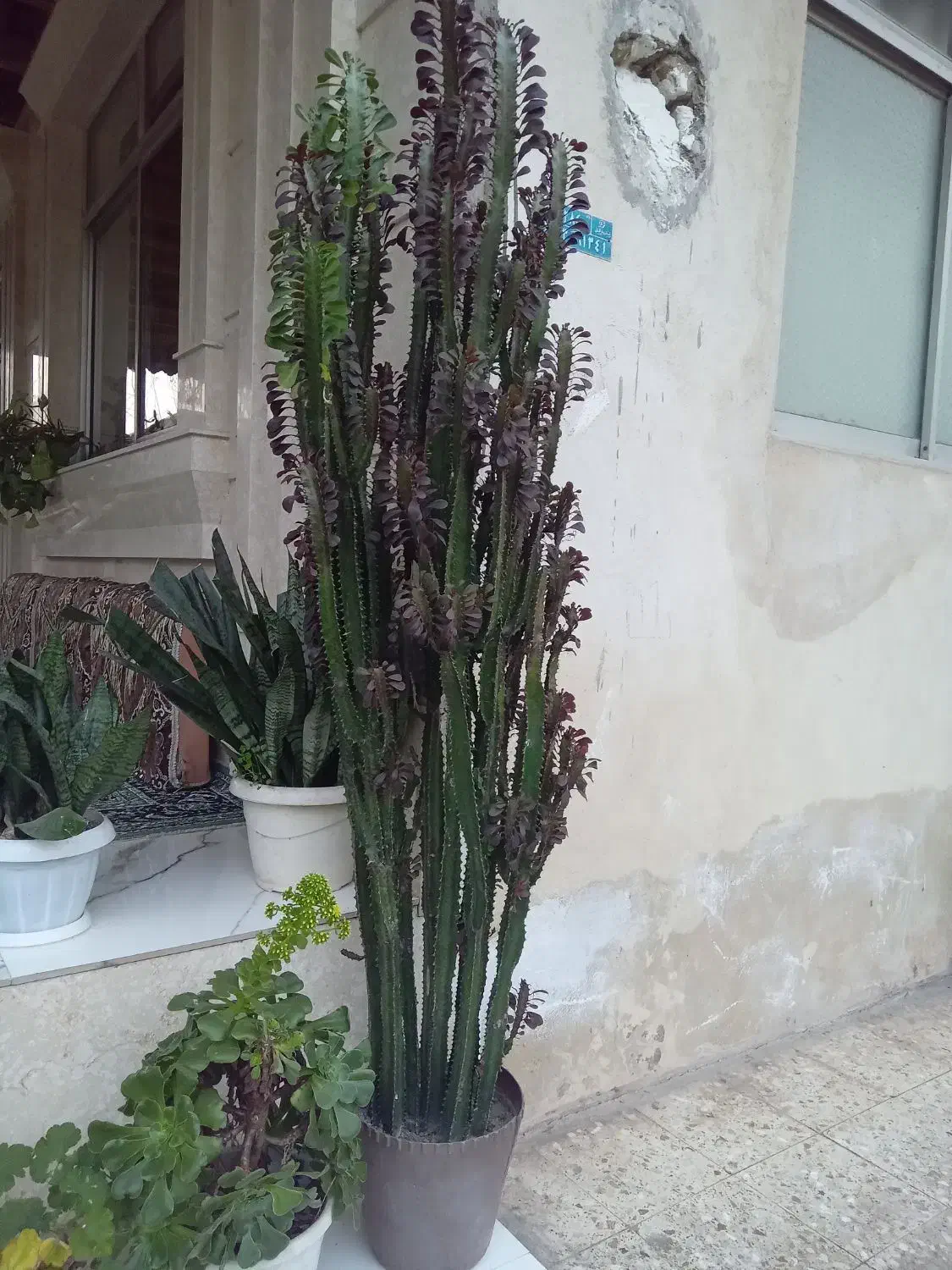 گل افوربیا قرمز|گل و گیاه طبیعی|سنگر, |دیوار