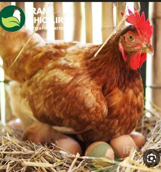 مرغ|حیوانات مزرعه|خاش, |دیوار