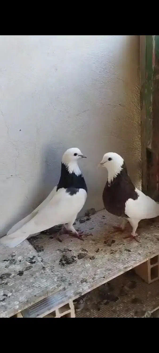 کفتر طوقی و ساده|پرنده|چابهار, |دیوار