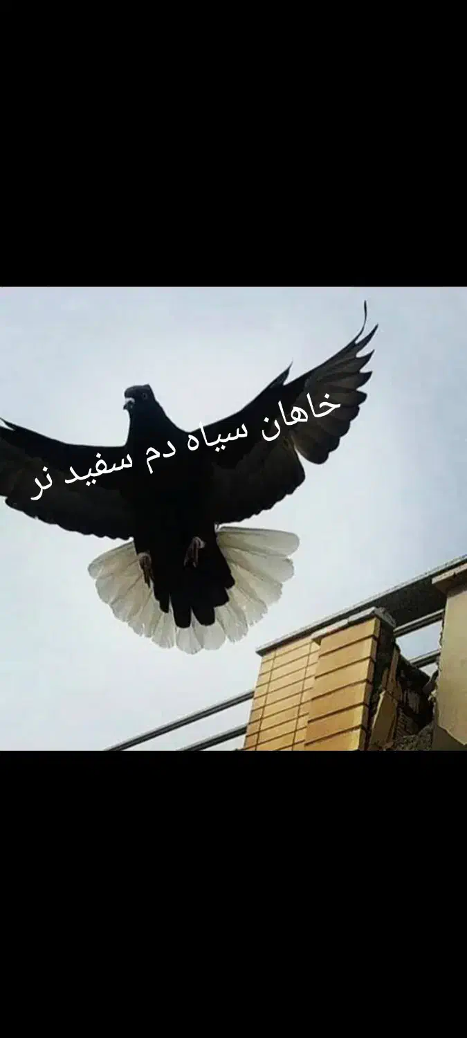 چپ و سیاه دم سفید|پرنده|شیراز, شیشه‌گری|دیوار