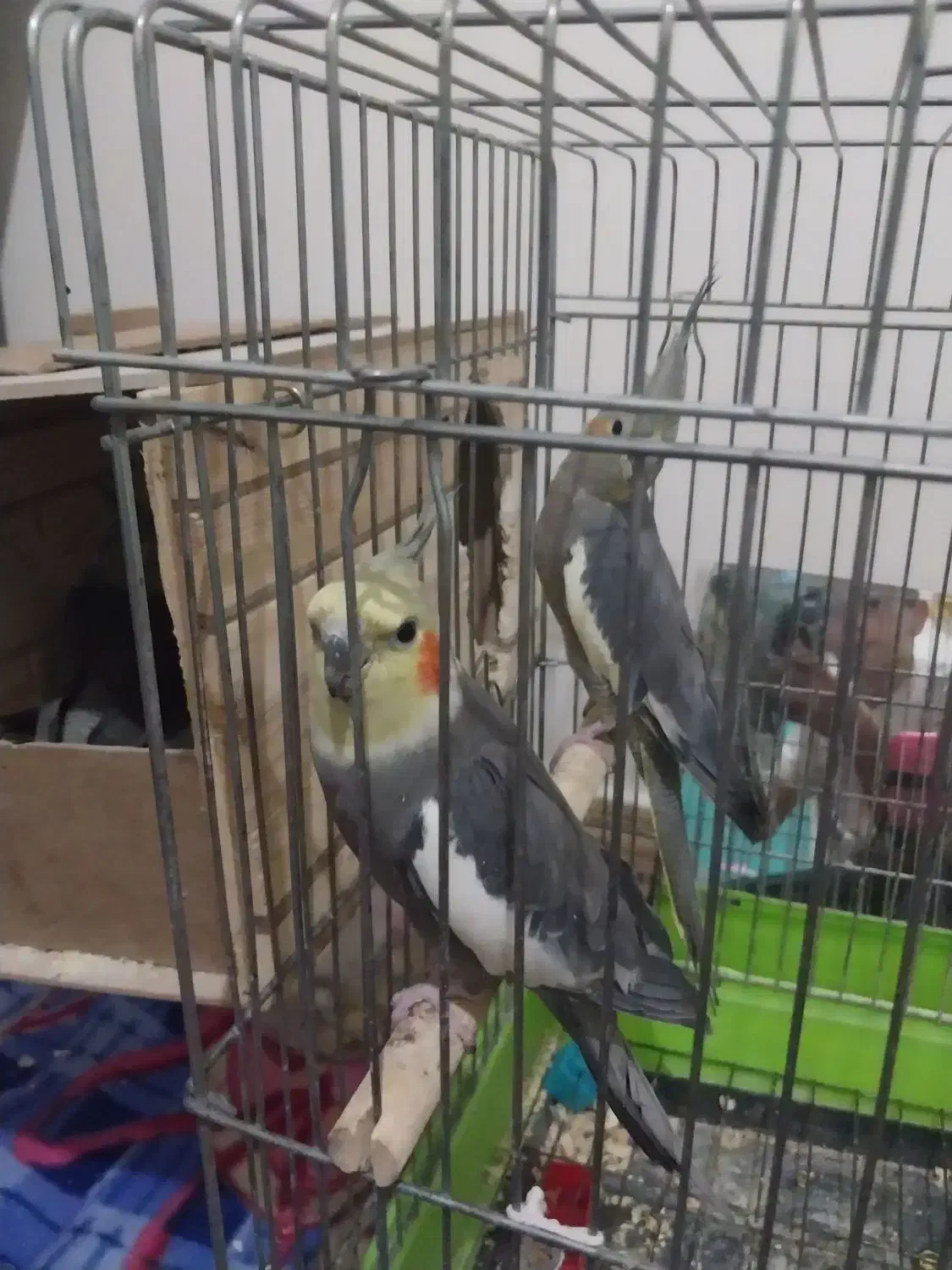 عروس هلندی نرو ماده با پنچ تا جوجه|پرنده|کرج, اخگرآباد|دیوار