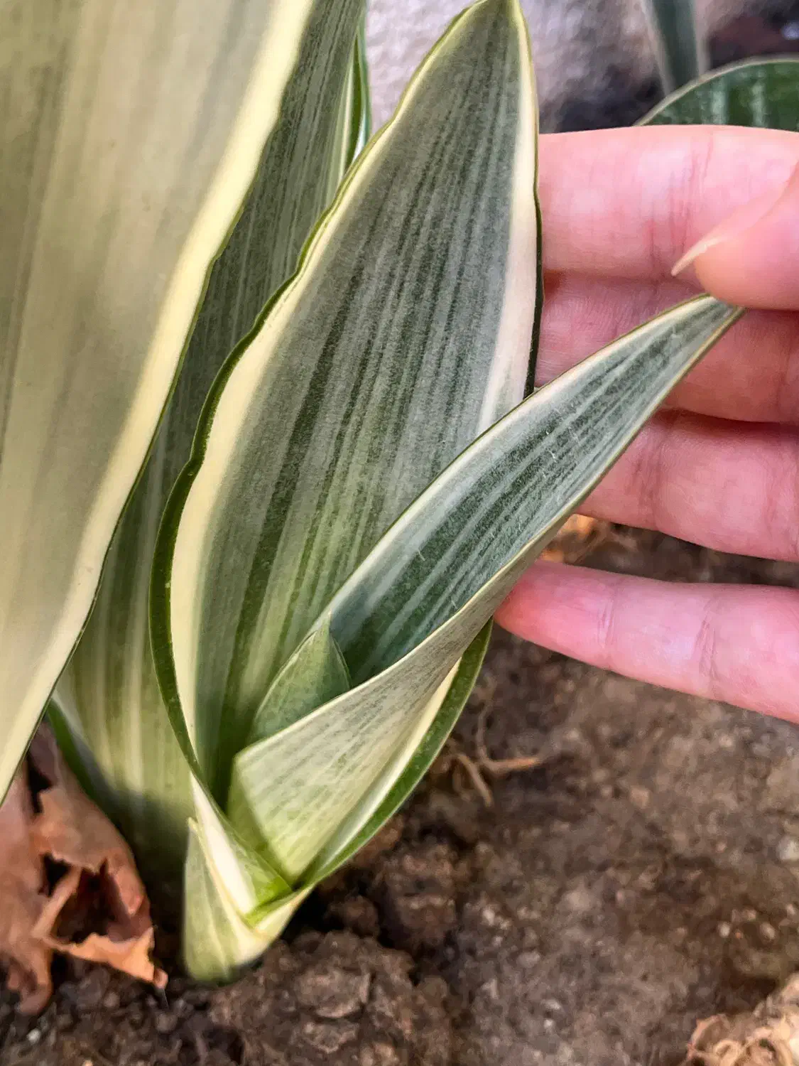 گل سانسوریا پتوس|گل و گیاه طبیعی|محمدیه-قزوین, |دیوار