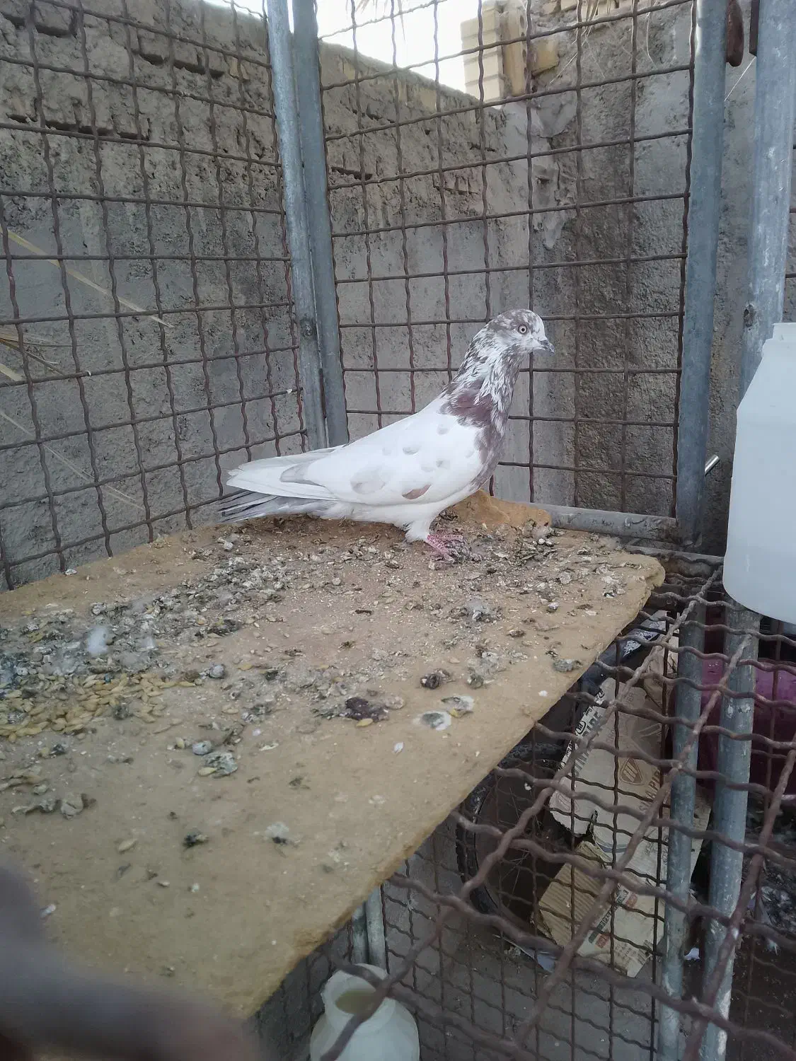 کفتر پرشی بازی دار|پرنده|اردکان, |دیوار