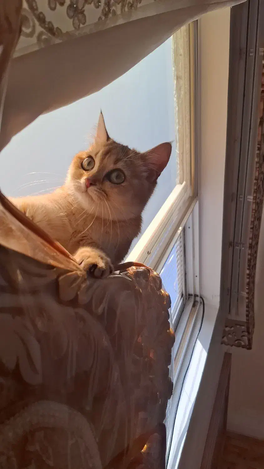 گربه بریتیش گلد گم شده|حیوانات|گرگان, |دیوار