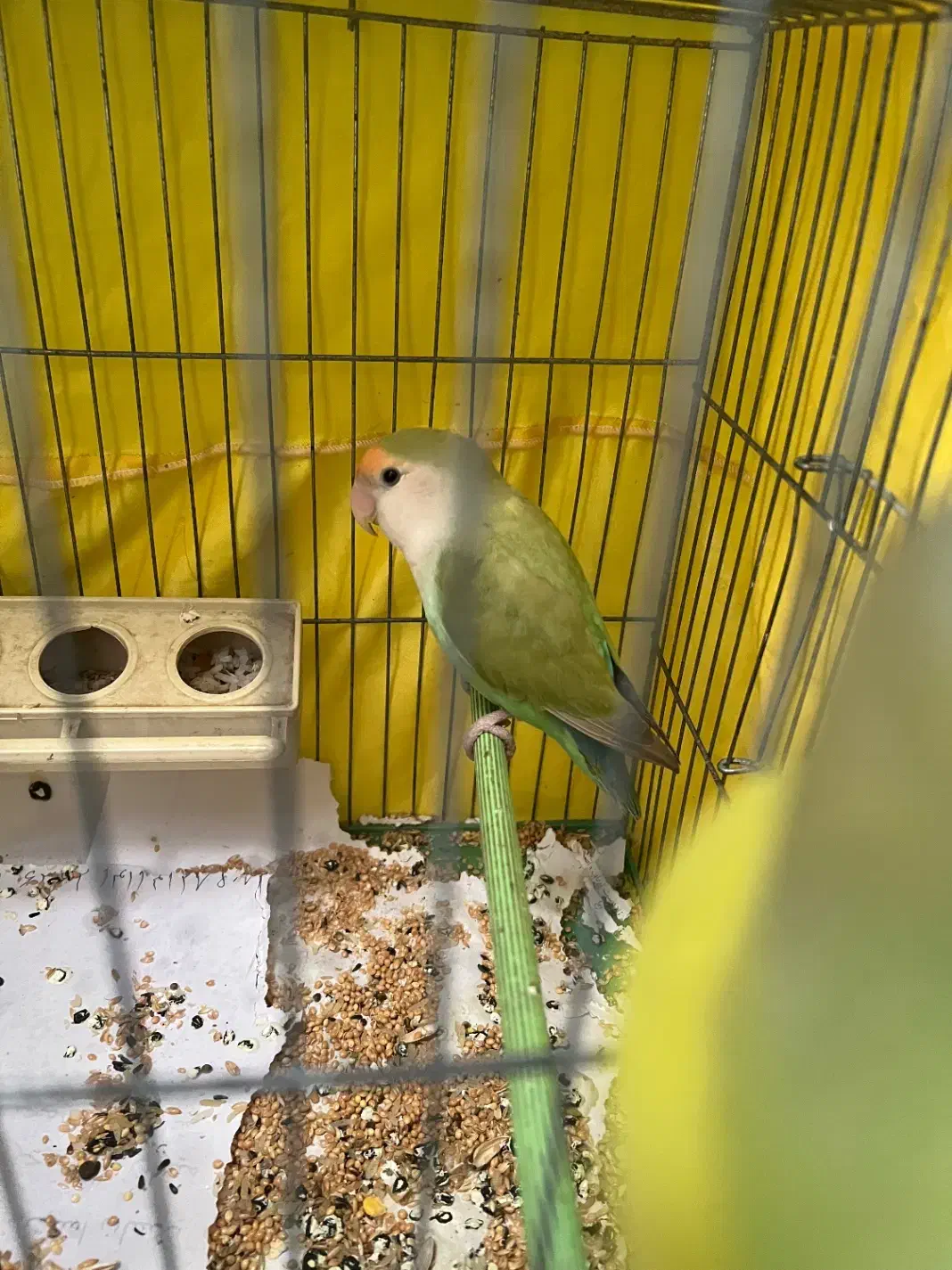 طوطی ماده برزیلی سرحال و مست|پرنده|تهران, کاج|دیوار