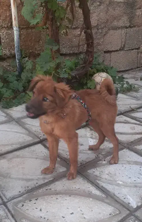 فروش سگ بازیگوش واکسن خورده شناسنامه دار|سگ|مرودشت, فاز اول شهرک فرهنگیان|دیوار