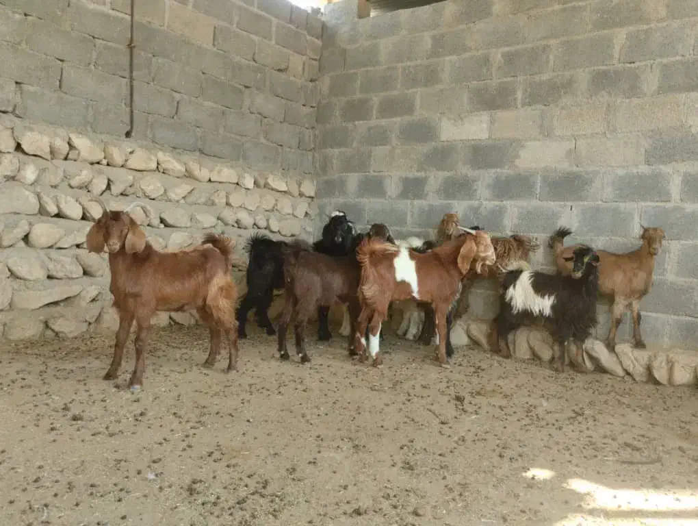 کهره نر وبره لامرد فداغ|حیوانات مزرعه|گراش, |دیوار