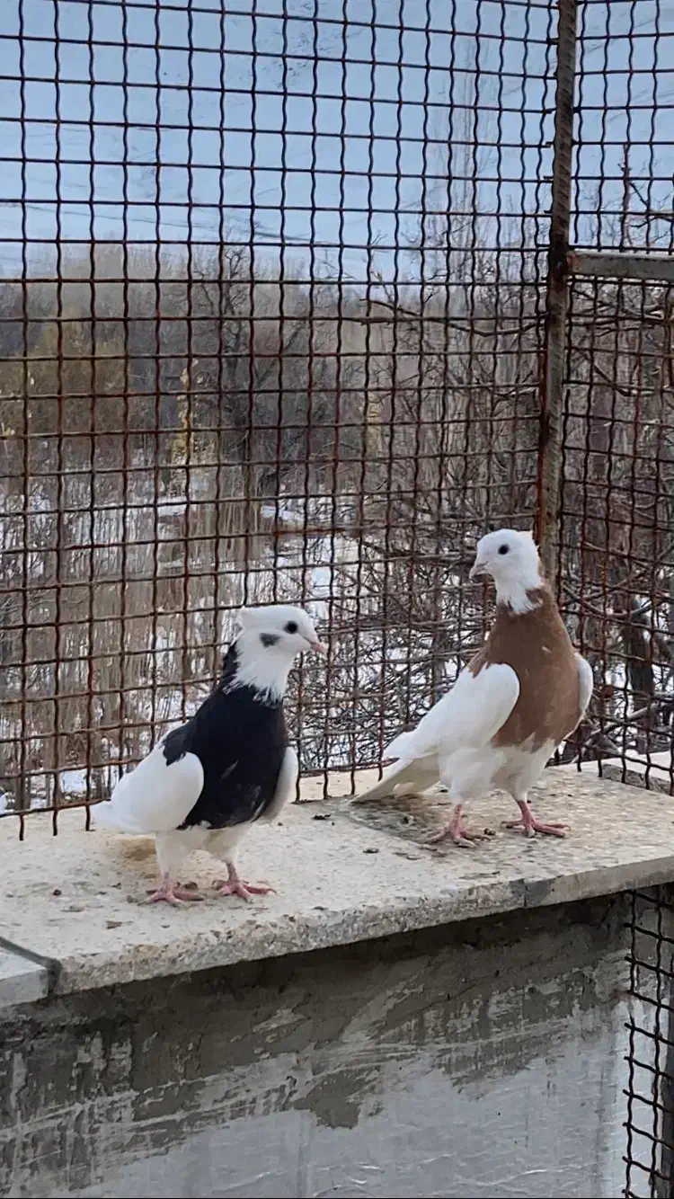 طوقی زرد خالسیاه و زیره ای|پرنده|همدان, |دیوار