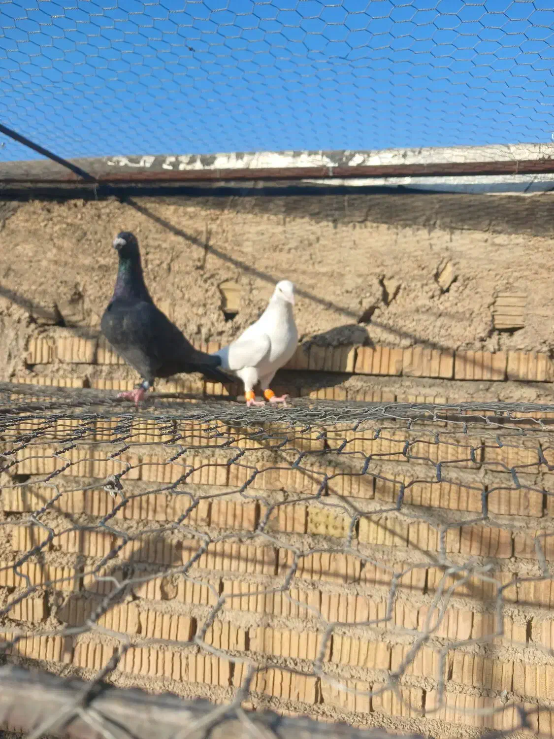 کفتر|پرنده|شیراز, گلشن|دیوار