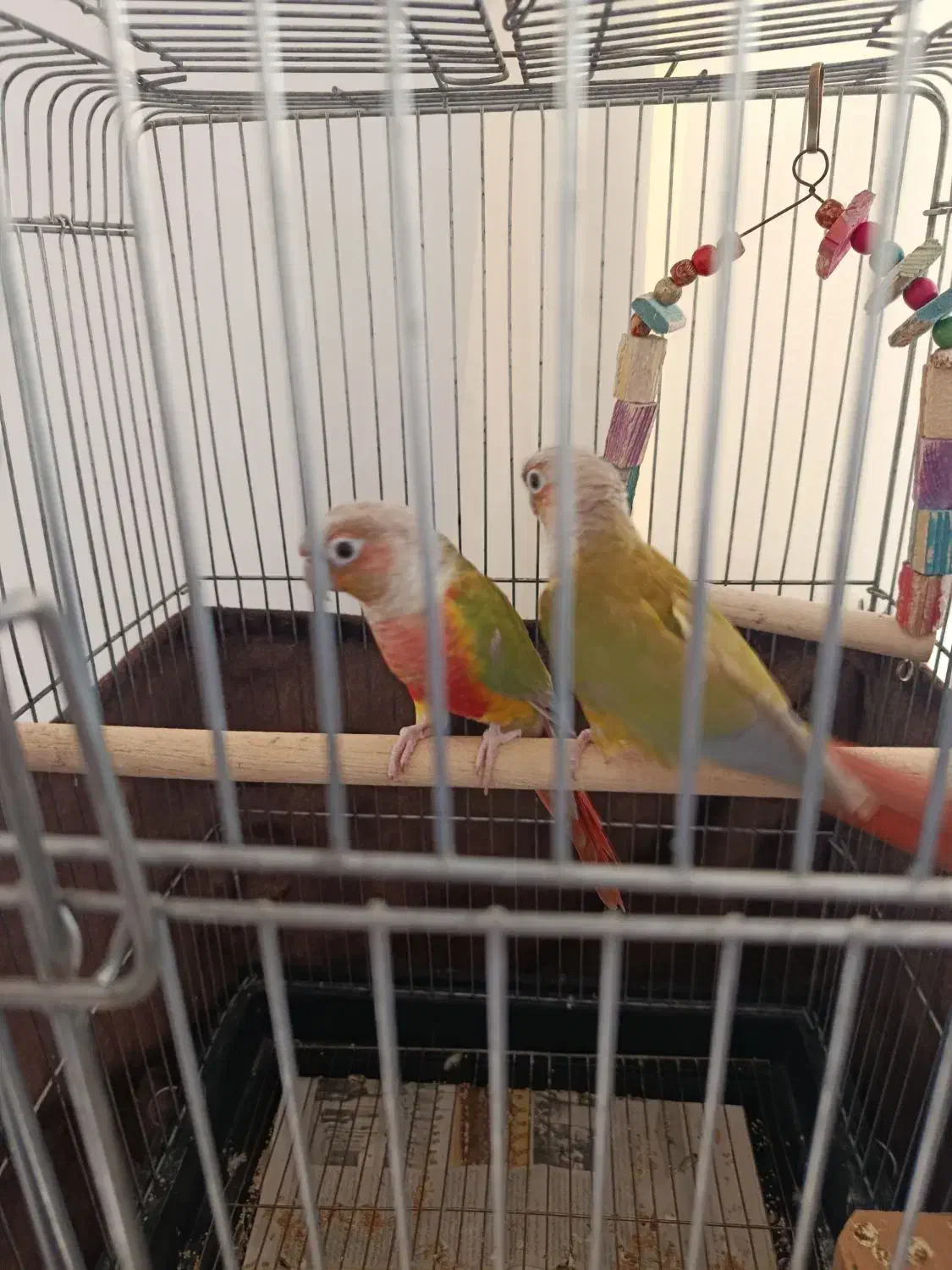 گرینچیک مولد|پرنده|اردستان, |دیوار