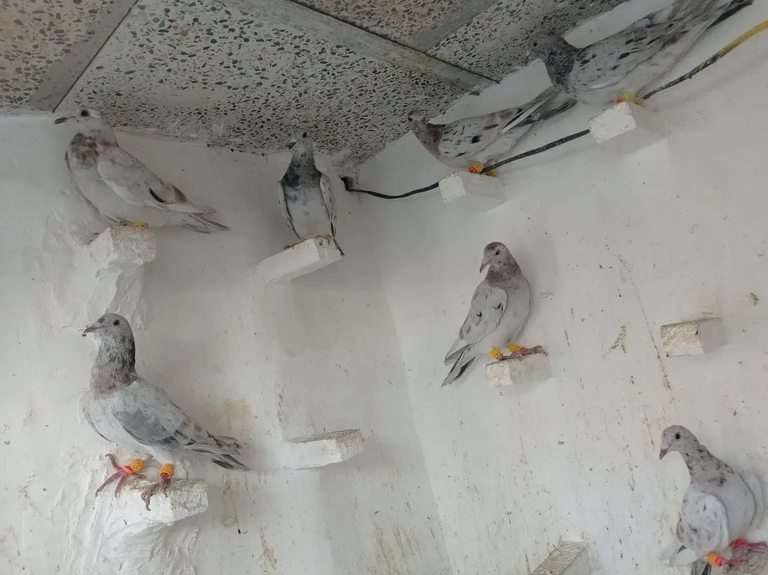 کبوتر|پرنده|قزوین, |دیوار