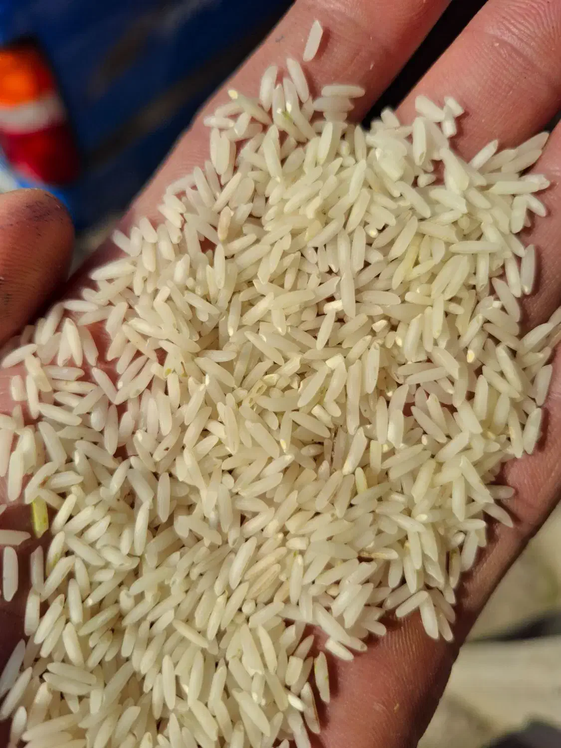 هاشمی راتون شاه برنج|خوردنی و آشامیدنی|رضوانشهر, |دیوار