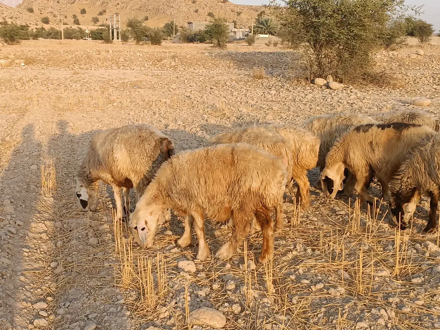 فروش 32 راس میش داشتی ناز آبستن ترکی بختیاری|حیوانات مزرعه|کازرون, |دیوار