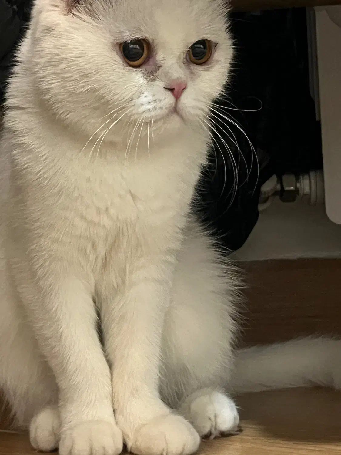 گربه ماده اسکاتیش یه سالو نیمه|گربه|کرمان, |دیوار