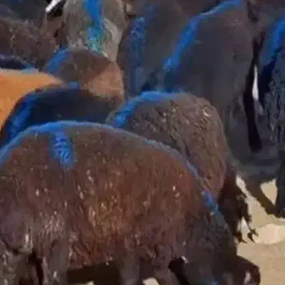 کود گوسفندی پرواری|خدمات باغبانی و درختکاری|مشهد, لقمانی|دیوار