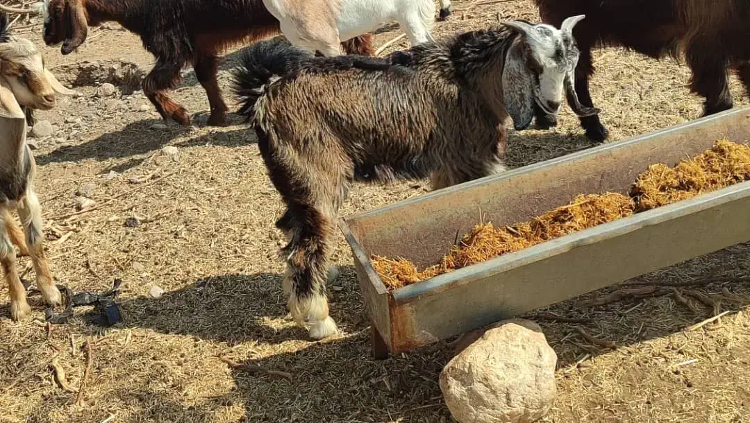 کهره نر فروشی|حیوانات مزرعه|میناب, |دیوار