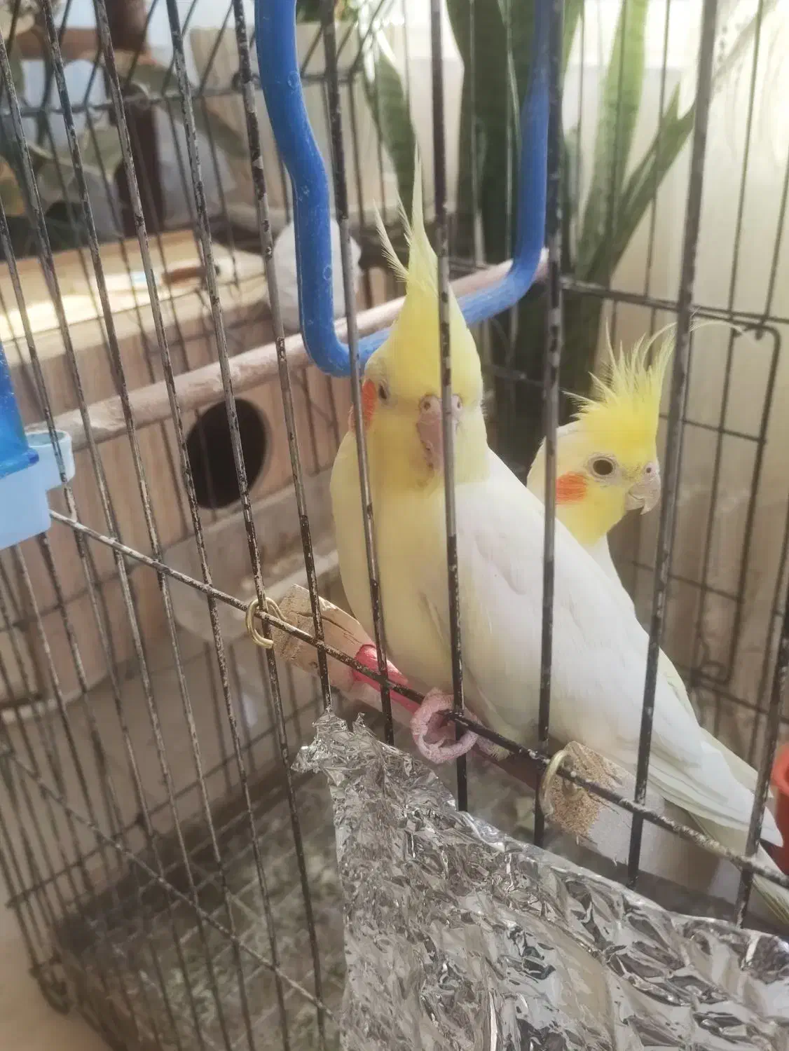 عروس هلندی|پرنده|خمینیشهر, |دیوار