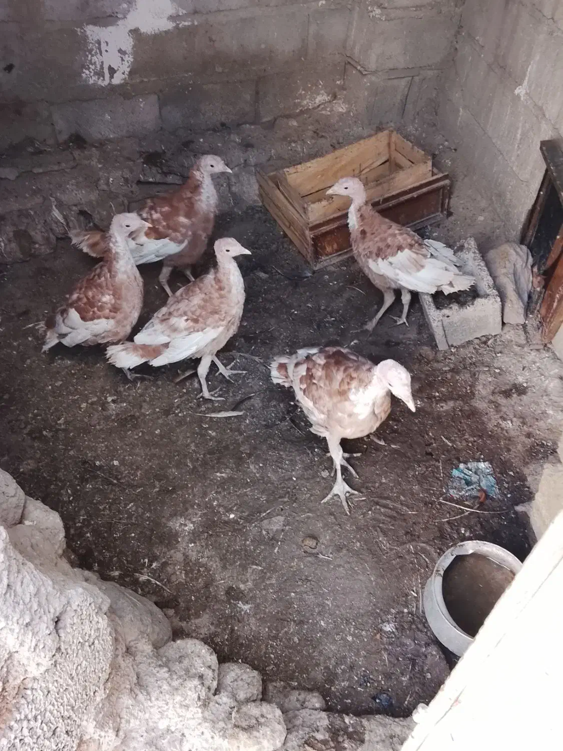 طبیعی بوقلمون|حیوانات مزرعه|مشگین شهر, |دیوار