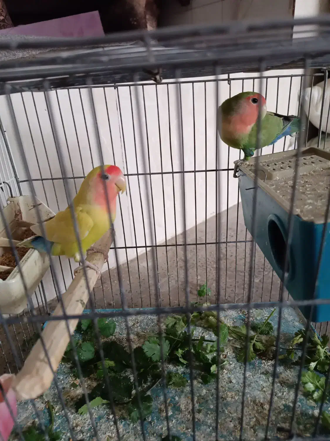 طوطی برزیلی|پرنده|شهریار, رضی آباد بالا|دیوار