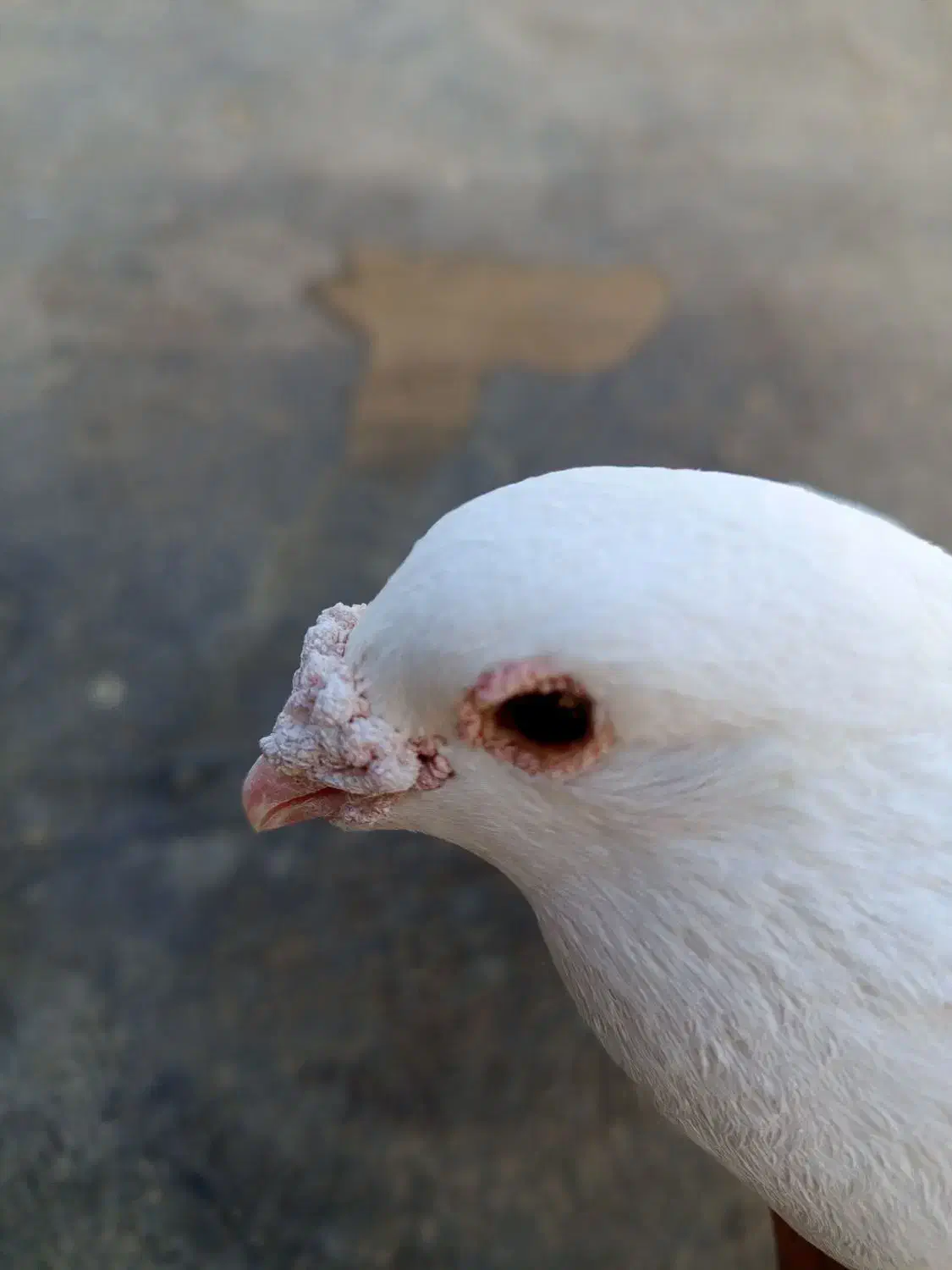 کفتر|پرنده|مشهد, امیریه|دیوار