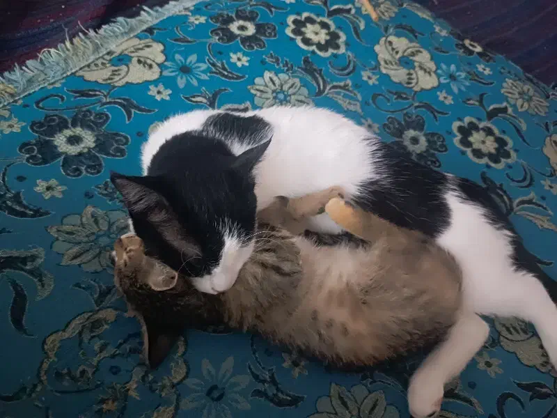 واگذاری فوری گربه|گربه|ماهان, |دیوار