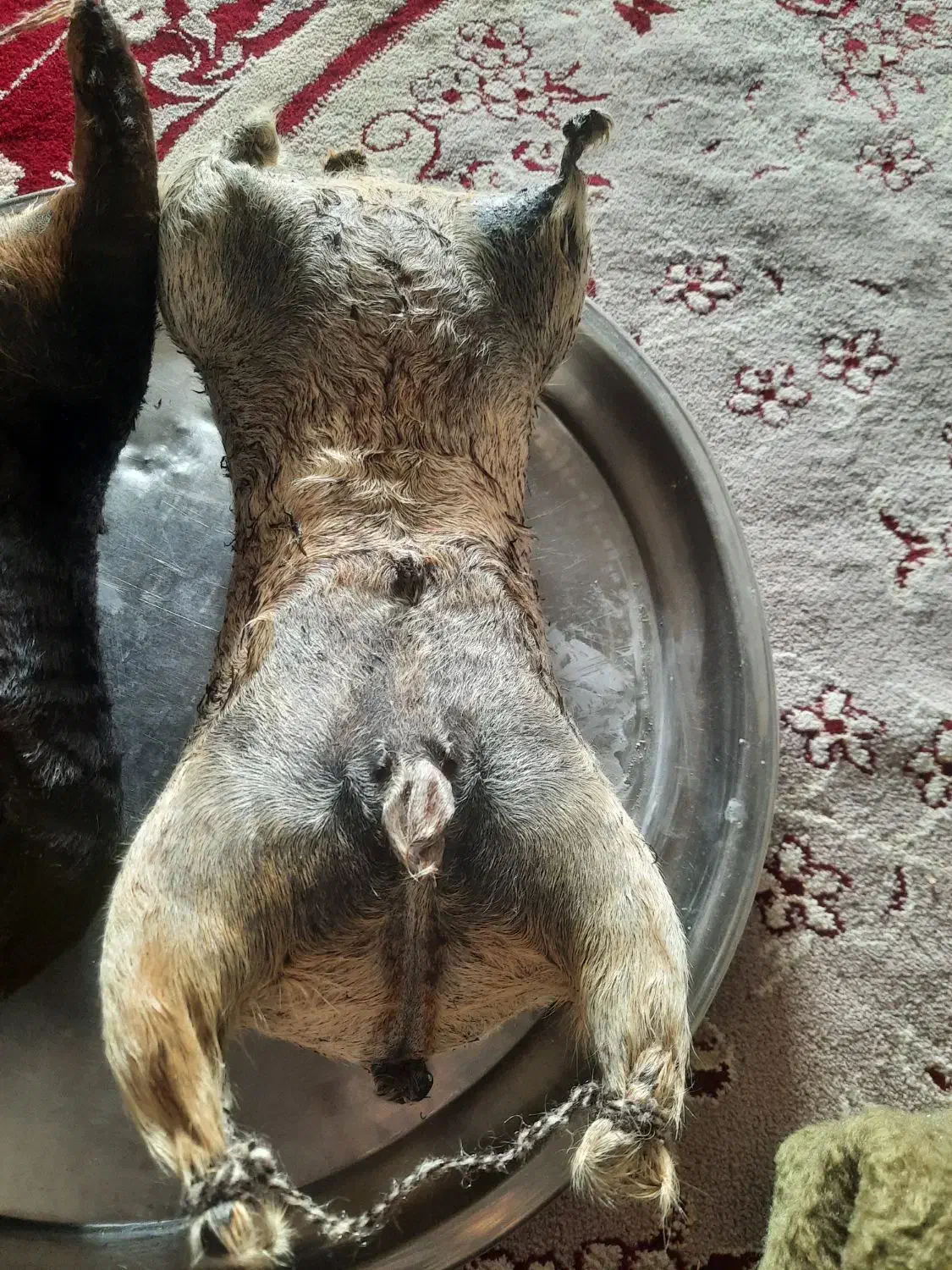 هیزه|ظروف نگهدارنده، پلاستیکی، یکبارمصرف|کوهدشت, |دیوار