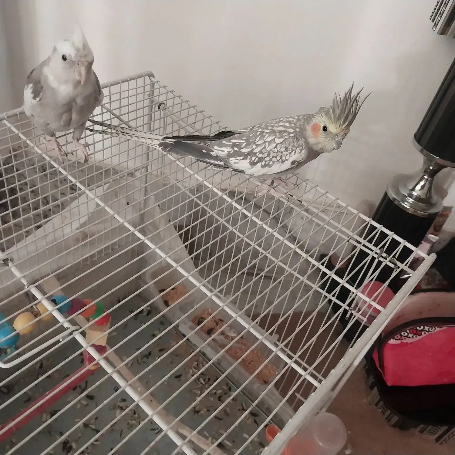 عروس هلندی نر‌ماده تخم جوجه|پرنده|اسفراین, |دیوار