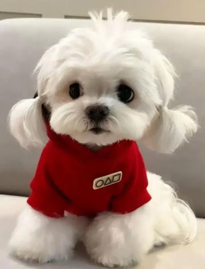 سگ پاکوتاه|سگ|معصومیه, |دیوار