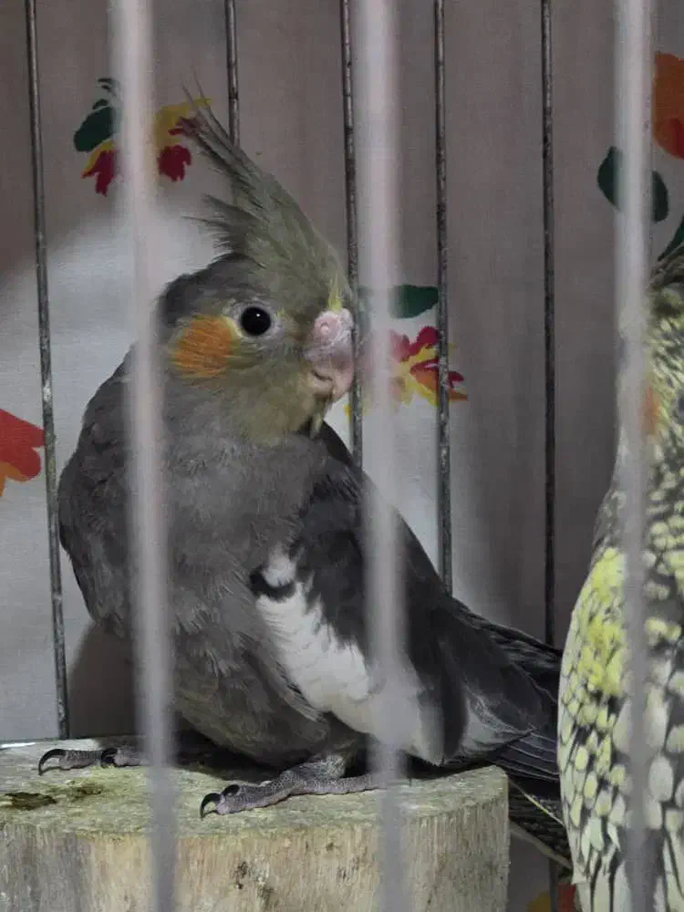 عروس هلندی|پرنده|نوشهر, |دیوار