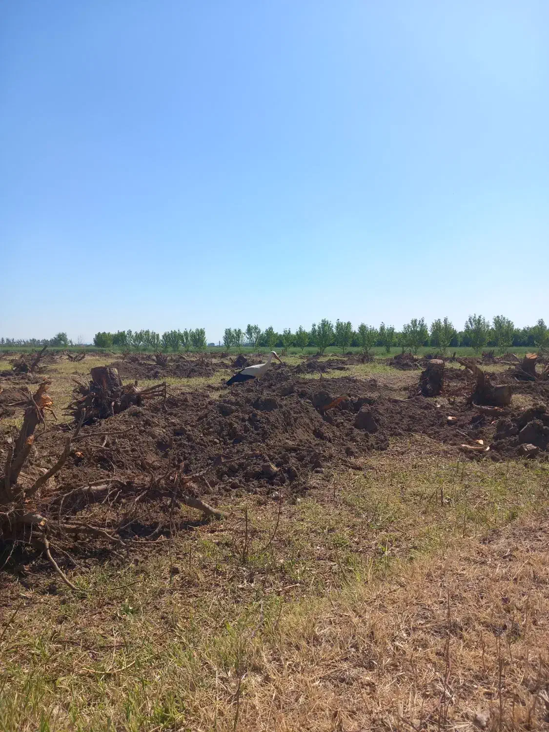 خرید انواع چوب و درخت|خدمات باغبانی و درختکاری|بناب, |دیوار