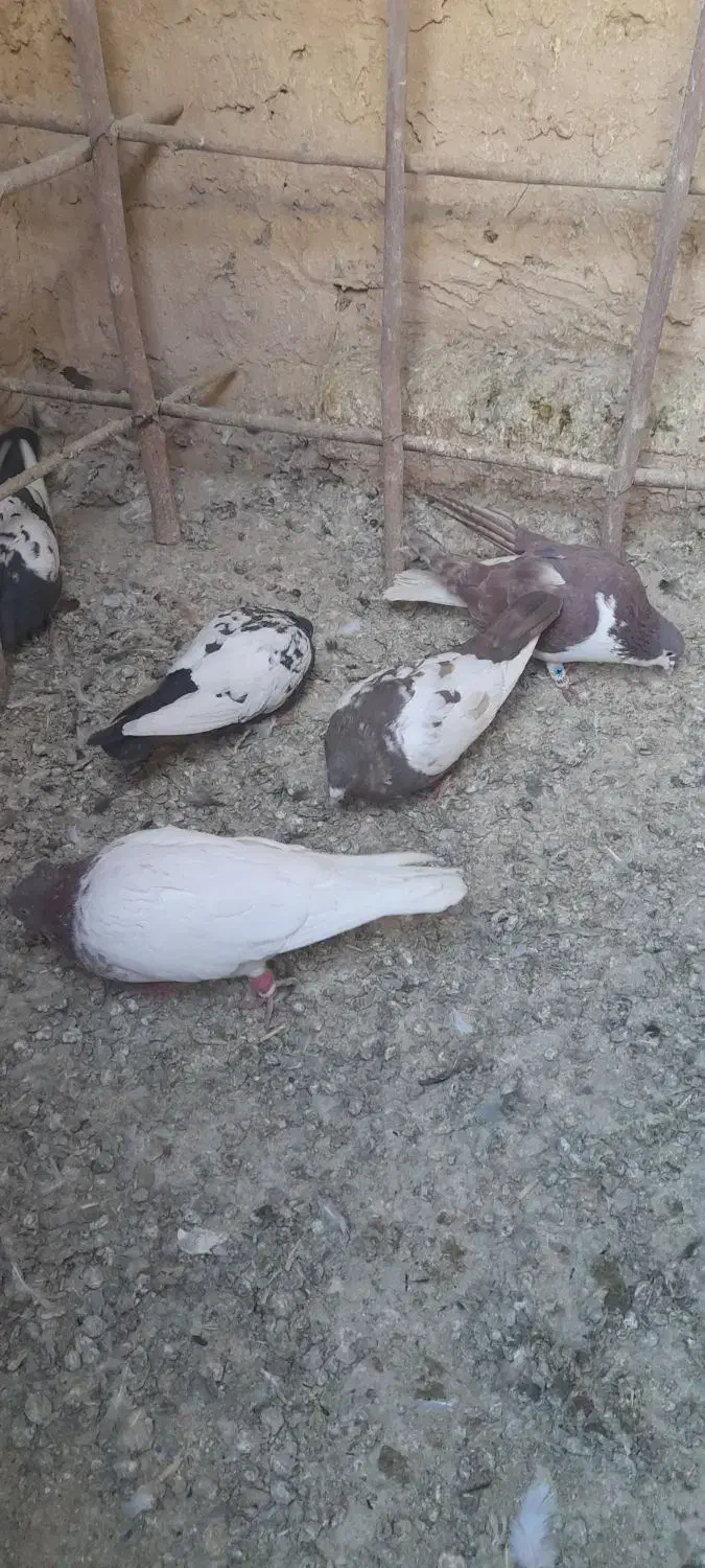 کفتر|پرنده|مشهد, نوفل لوشاتو|دیوار