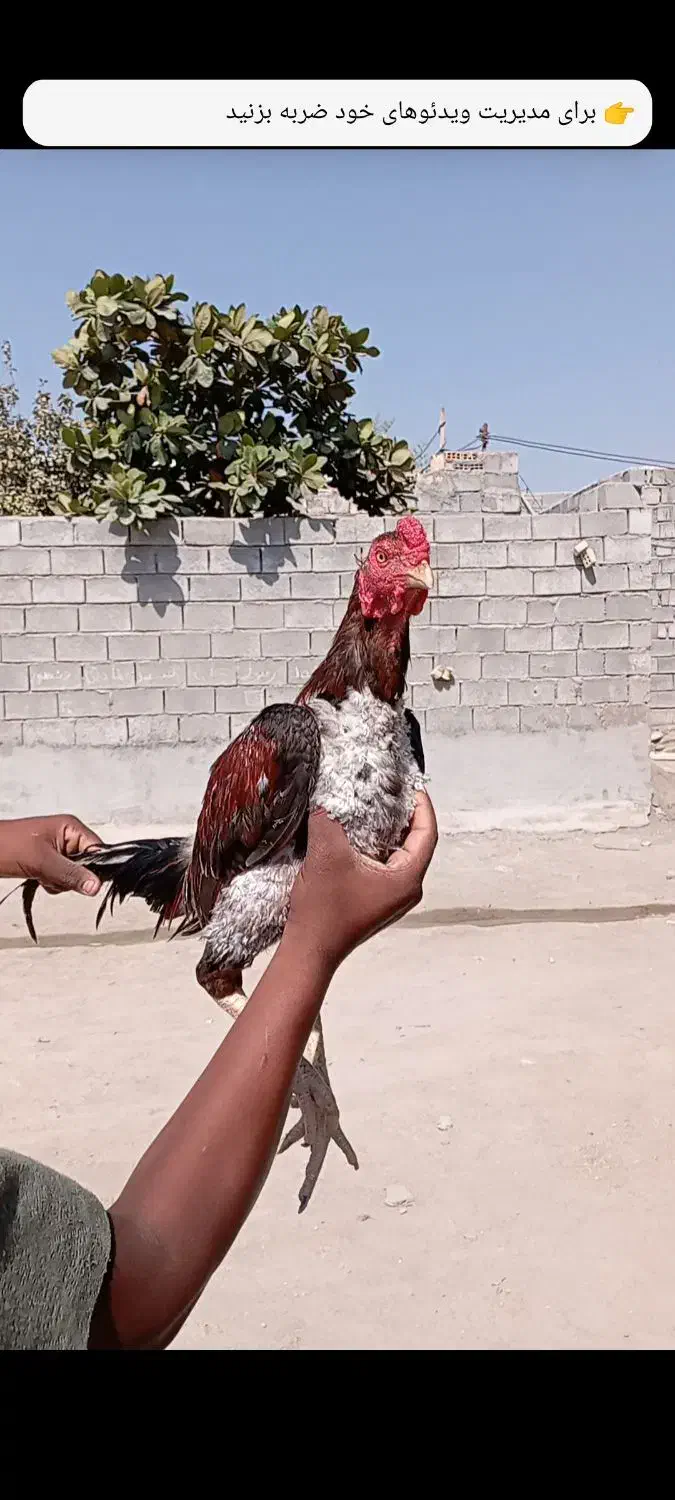 خروس|حیوانات مزرعه|میناب, |دیوار