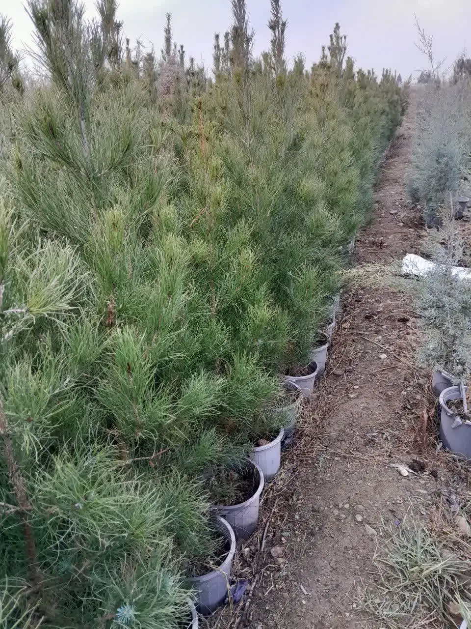 فروش انواع سرو وکاج وگل رز به صورت نقد وچک|خدمات باغبانی و درختکاری|آبیک, |دیوار