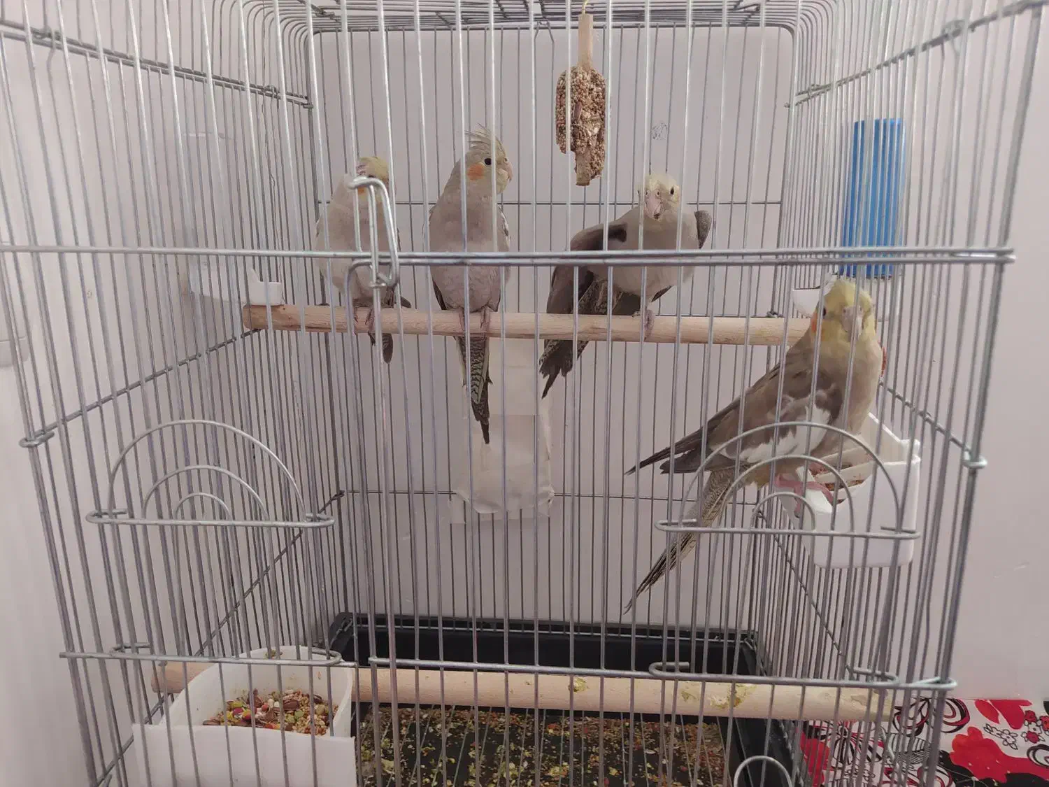 سلام..فروش جوجه عروس|پرنده|میانه, |دیوار