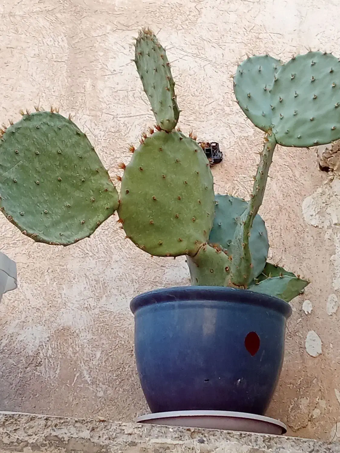 کاکتوس|گل و گیاه طبیعی|اسلام‌شهر, کاشانک|دیوار