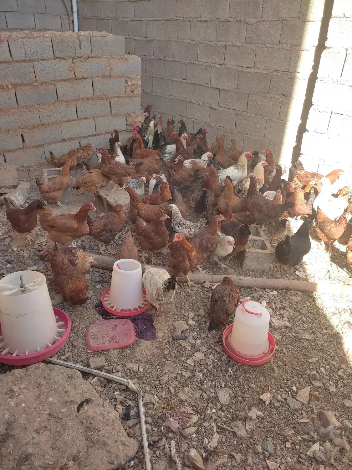 سلام مرغ تخمی|حیوانات مزرعه|تایباد, |دیوار