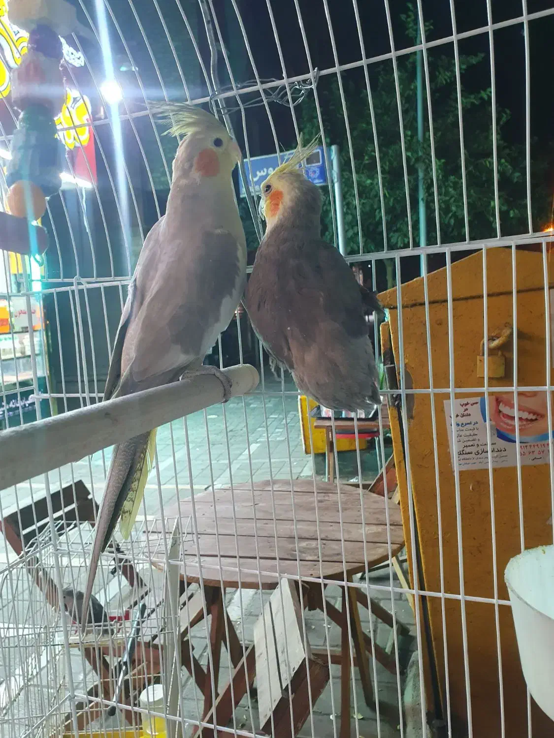 عروس هلندی|پرنده|تهران, امیریه|دیوار