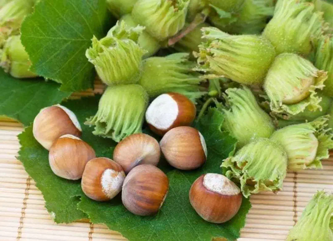 فندوق درج یک از من باغدار بخرید|حراج|لاهیجان, شقایق|دیوار