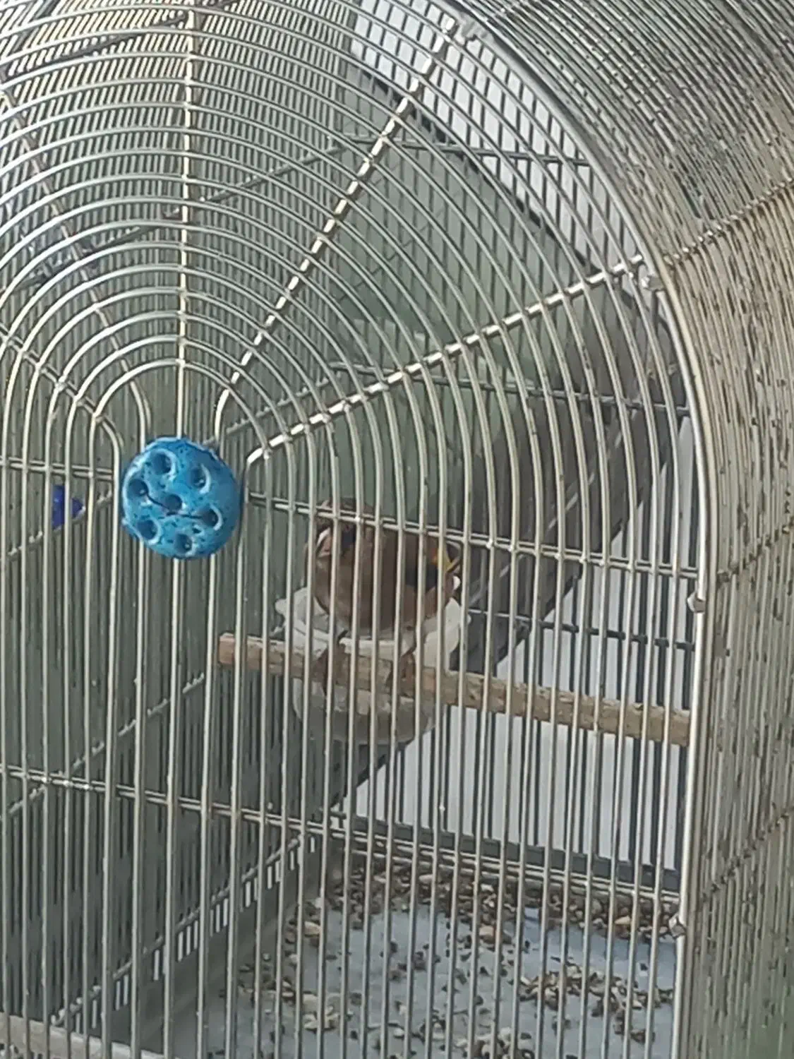 سیره اصل دورگ فیروزکوهی|پرنده|بروجرد, |دیوار