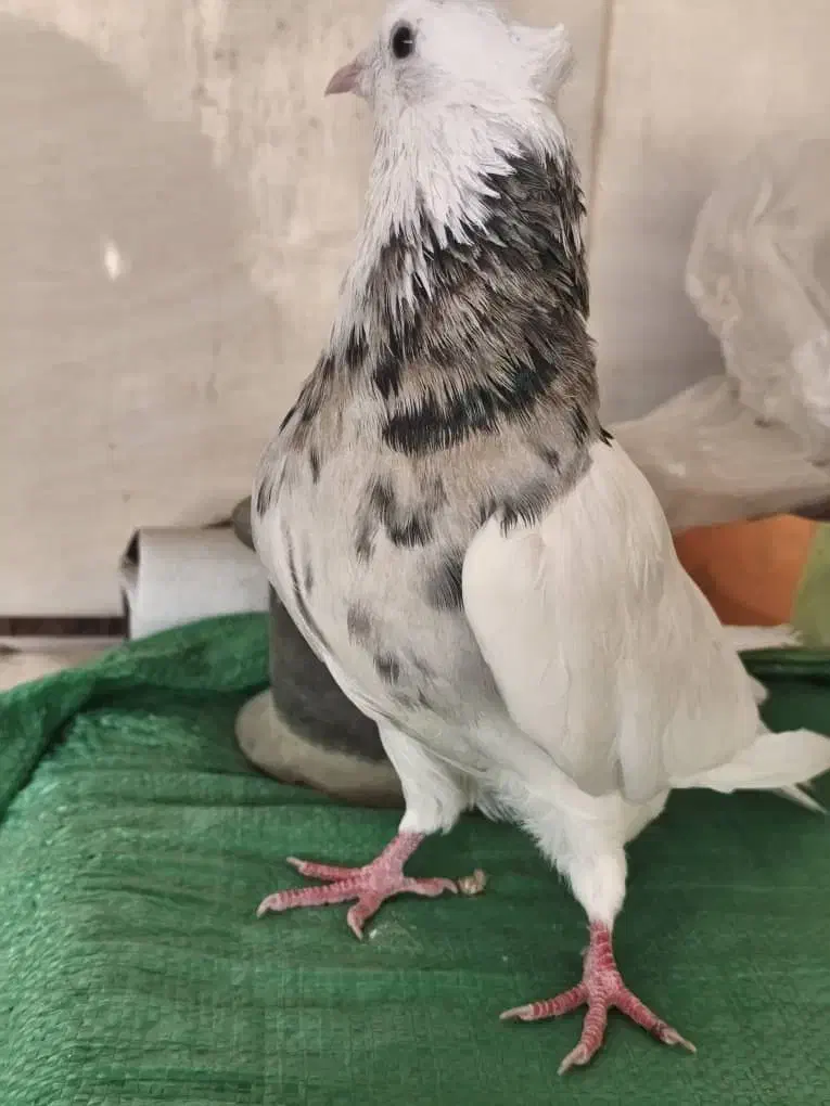 کبوتر طوقی|پرنده|بوشهر, |دیوار