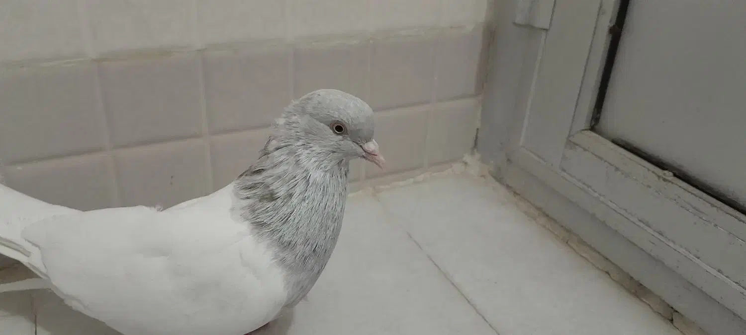 نر الماسی جوان اماده جفت کردن|پرنده|قم, کیوانفر|دیوار