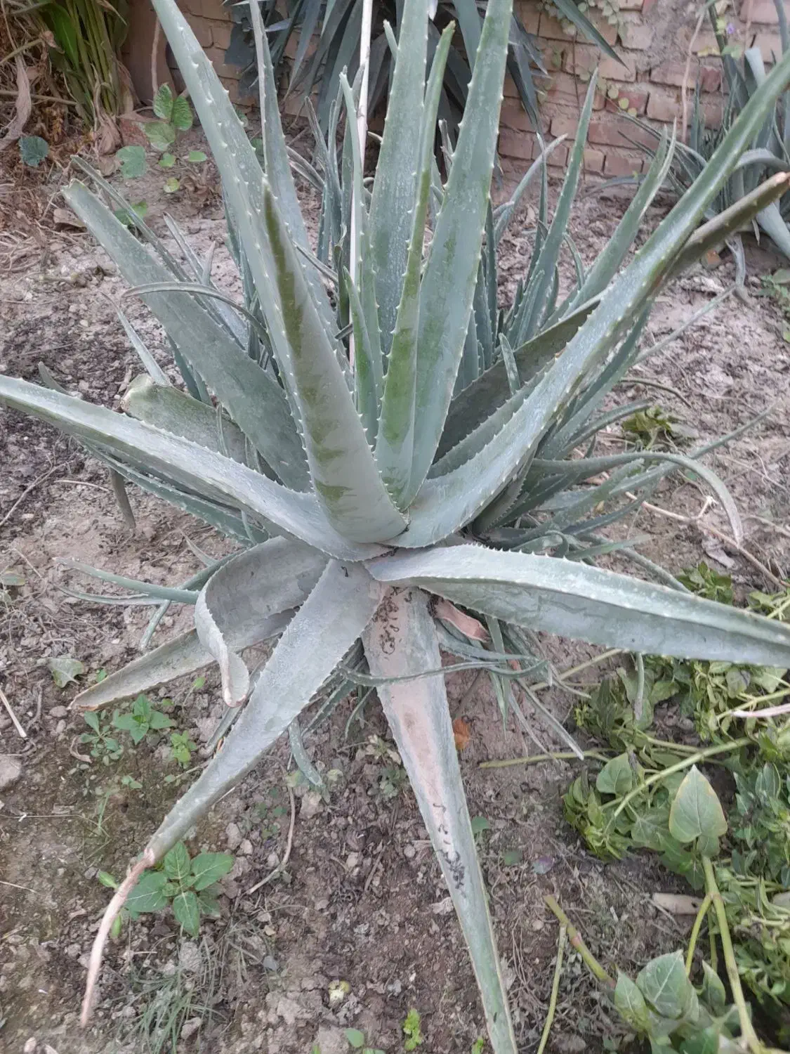 گل الوئه ورا|گل و گیاه طبیعی|گنبد کاووس, |دیوار