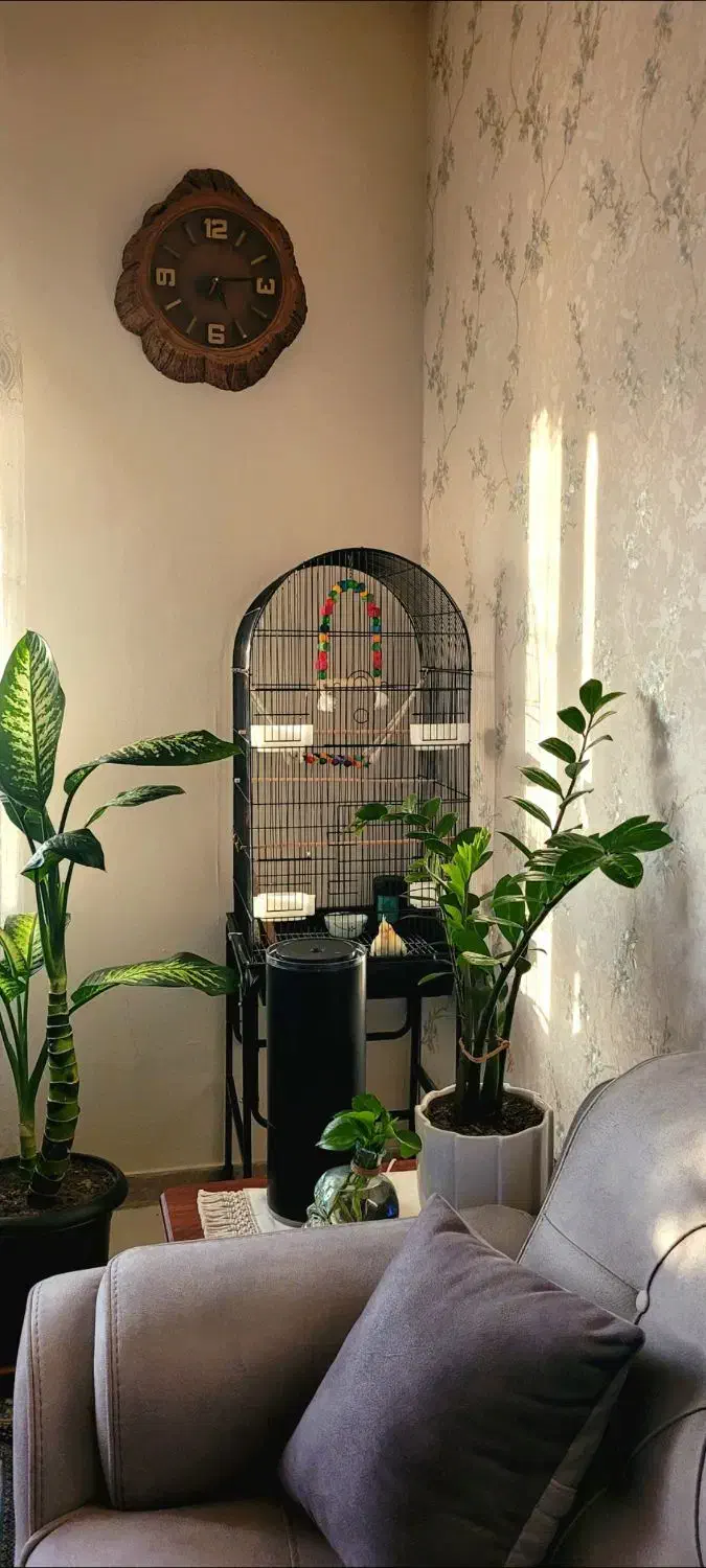 قفس طوطی و عروس هلندی|لوازم جانبی حیوانات|بیرجند, |دیوار