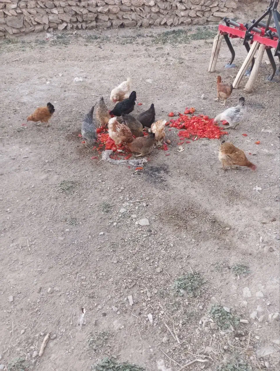 مرغ محلی تخم گذار دیواندره|حیوانات مزرعه|دیواندره, |دیوار