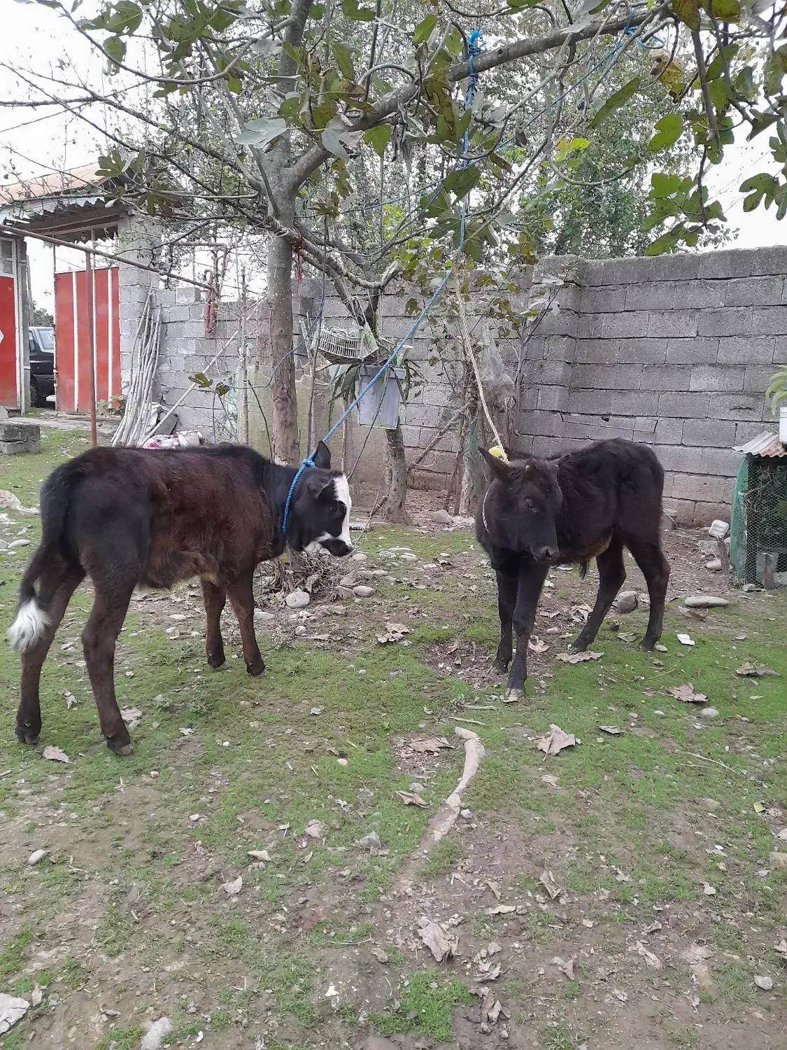 لیشه گاو گوساله ورزاخوشکل عروسک چالوسی|حیوانات مزرعه|سنگر, |دیوار